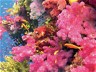 Fiji’s Great Barrier Reefs