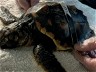 Turtle Tonni Makes ‘EXCELLENT Progress’