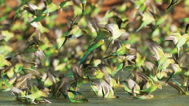 Who’s a cheeky little bird then?