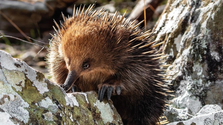 Prickly porcupine quills may hold clues for medical technology