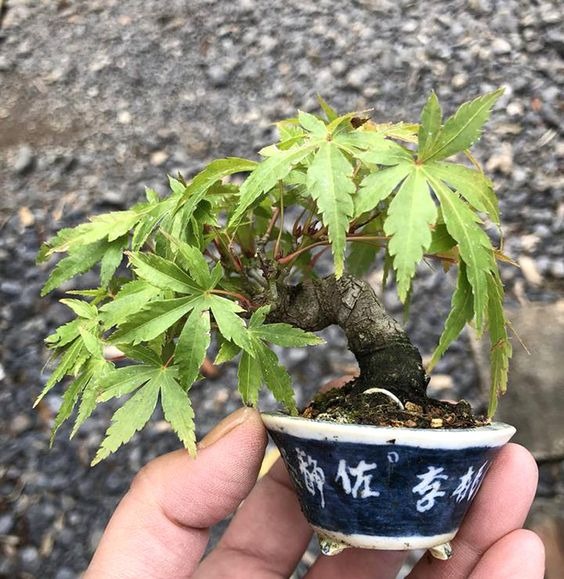 Cannabonsai 101