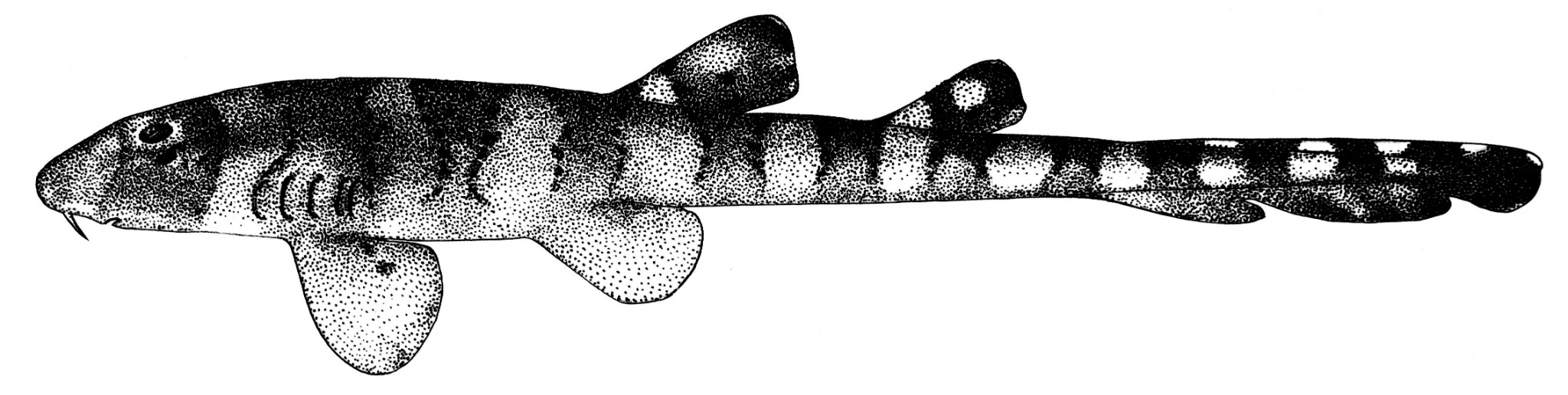 scrollable-image
