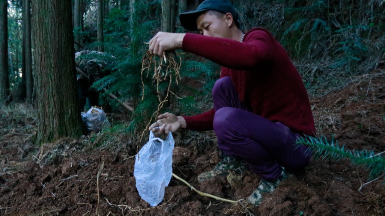 Acquired Tastes: Fishy Grass and Other Chinese Herbs and Spices