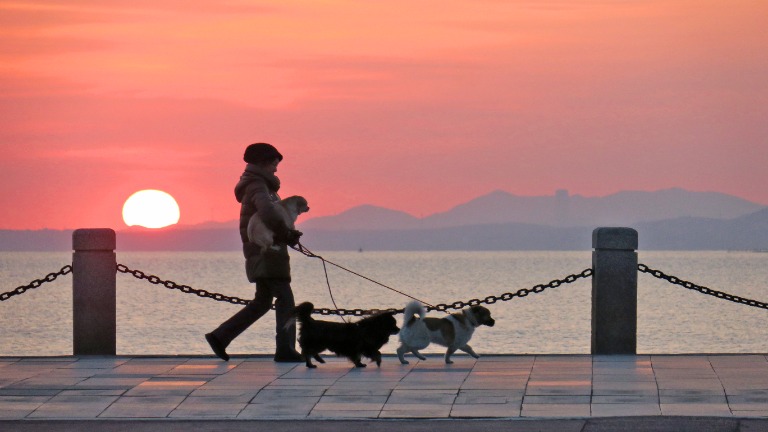 Canine Comrades: A Dog Attack Worries Pet Owners