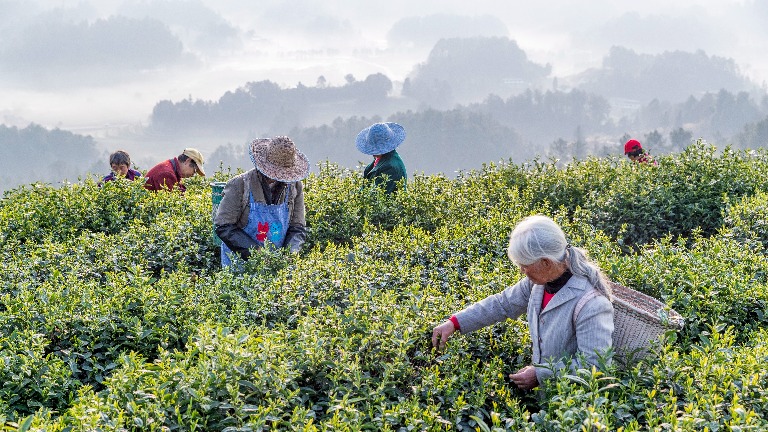 All the Teas in China over