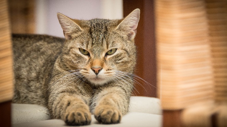 Ancient Cat Facts over