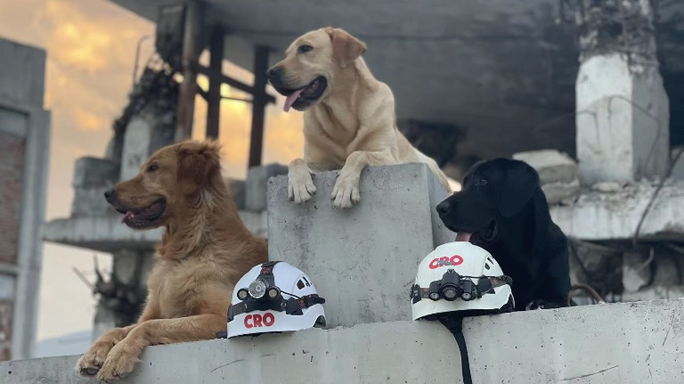 Transforming China’s Search-and-Rescue Sector, One Dog at a Time over