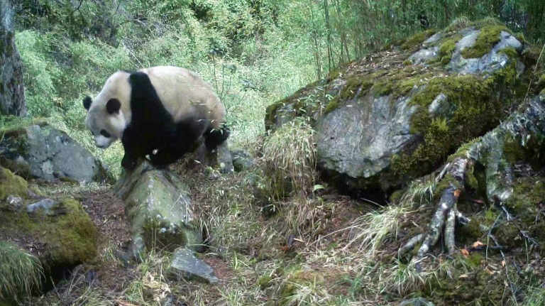 Living With Pandas: What It Means for Locals in Sichuan over