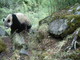 Living With Pandas: What It Means for Locals in Sichuan