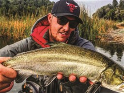 TAMING THE TIGER TROUT